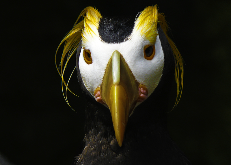 Orange Penguin — Tufted Puffin