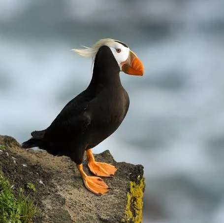 Orange Penguin — Tufted Puffin
